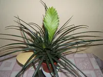 unbekannte Pflanze 004.webp