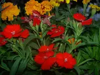 Sommer 2009 401 v.webp