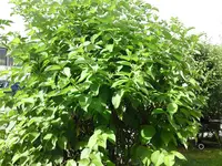 DSC00380.webp