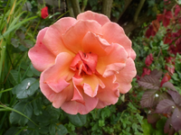 P1550018.webp