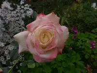 P1550021.webp