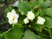 P1550036.webp