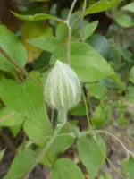 P1550001.webp