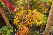 DSCF3980.webp