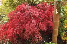 DSCF3981.webp