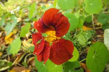 DSCF3979.webp
