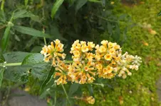 DSCF3986.webp