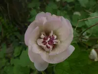 P1550008.webp