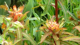 DSCN2490.webp