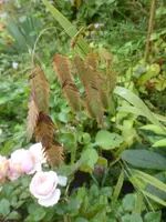 P1550060.webp
