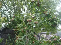 004.webp