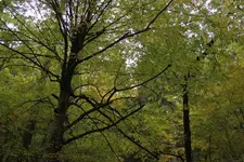 blätterdach.webp