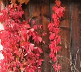 wilder wein 5.webp