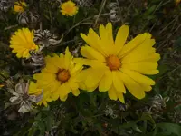 P1550075.webp