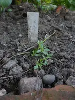 P1550027.webp