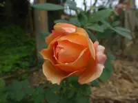 P1550011.webp