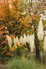bot. garten.webp