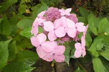 DSCF4005.webp