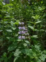 P1540771.webp