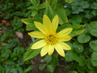 P1550017.webp