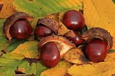 Kastanien_Früchte_Baum_Kapsel_braun_golden_Herbst1_900.webp