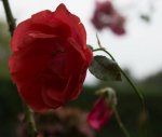 2te unbekannte Rose.jpg