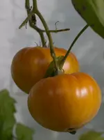 Apricot Brandywine.webp