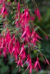 Gartenfuchsie.jpg