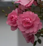 unbekannte Rose.webp