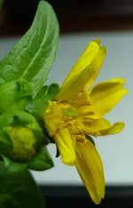 Zweizahn2.webp
