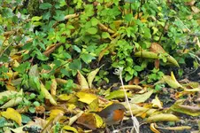 DSCF4044 (2).webp