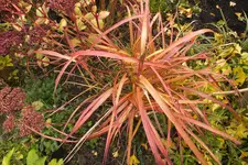 DSCF4041.webp