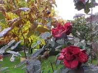 DSCF9107.webp