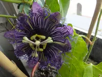 DSCF9074.webp