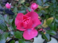 CIMG1657.webp
