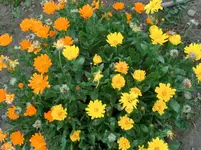 CIMG1643.webp