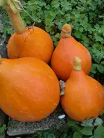 CIMG1649.webp