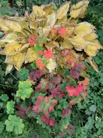 CIMG1652.webp