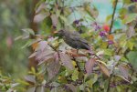 Amsel mit Schönfrucht.jpg