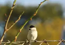 T Meise.webp
