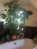 Madagaskar.webp