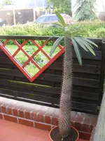 Madagaskarpalme 8.6.2013.webp