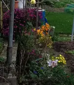 Herbstblühen.webp