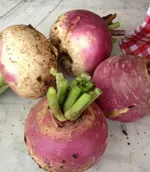 Räbe.webp