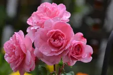 DSC_1418.webp