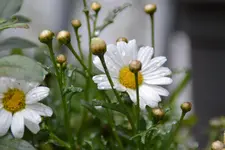 DSC_1409.webp