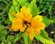 heliopsisscabra venus sonnenauge 1,5m hoch.webp