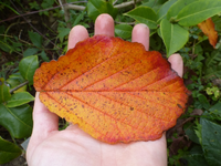 P1550199.webp