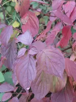 003_600x800.webp
