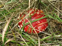 007_1067x800.JPG